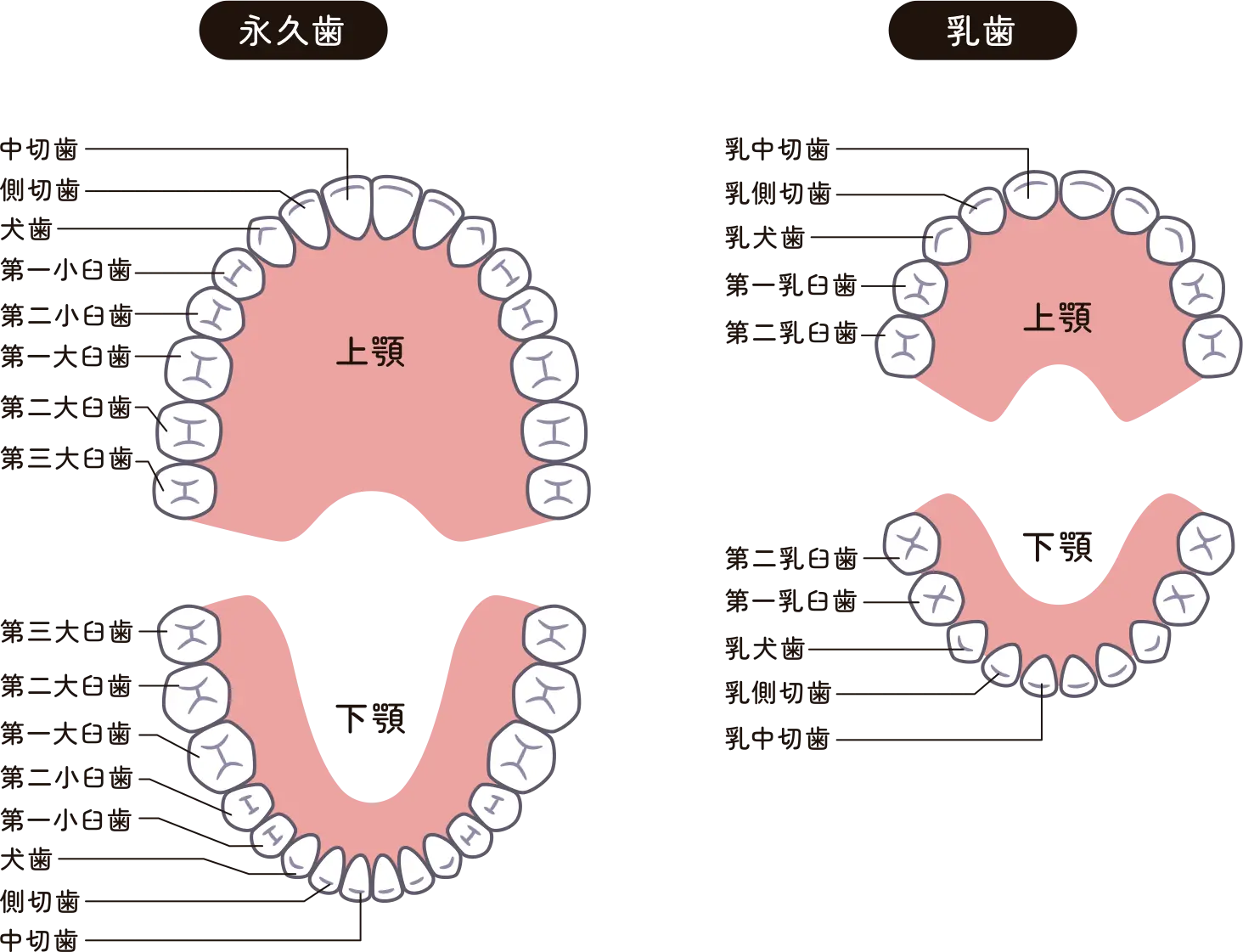 こどもの歯を知る